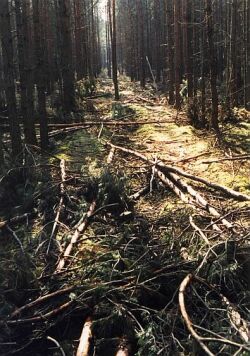 Wald