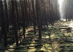 Wald